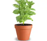 Stevia Plant | Natural Sweetener Plant (Stevia rebaudiana)