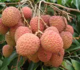 Muzaffarpur Shahi Litchi