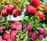 Red Plum Aloo Bukhara Layering Grafted Fruit Plant