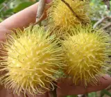 E35 Rambutan Grafted Fruit Plant