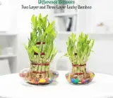 Lucky Bamboo Stalks 3 Layer – Live Plant for DIY Vase or Planter (No Container), pack of 1