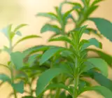 Stevia Plant | Natural Sweetener Plant (Stevia rebaudiana)