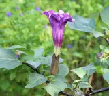 Raj Dutura Plant | Datura Metel (Medicinal & Sacred Plant)