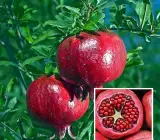 Granada Pomegranate Anar Layering Grafted Fruit Plant