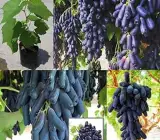 Black Sharad Seedless Grapes (Angoor) Layering Grafted Fruit Plant