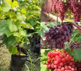 Red Flame Seedless Grapes Angoor Layering Grafted Fruit Plant