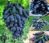 Black Sharad Seedless Grapes (Angoor) Layering Grafted Fruit Plant