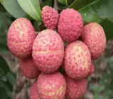 Chinensis Litchi Layering Grafted Fruit Plant