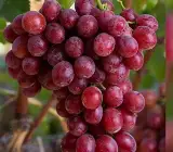 Red Flame Seedless Grapes Angoor Layering Grafted Fruit Plant