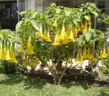 yellow Datura Plant | Golden Angel’s Trumpet (Medicinal & Ornamental Plant)
