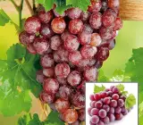 Red Flame Seedless Grapes Angoor Layering Grafted Fruit Plant