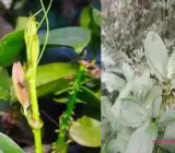 Kumari Lata Plant | Aloe Vera (Medicinal Plant)