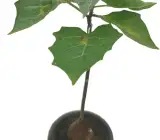 Raj Dutura Plant | Datura Metel (Medicinal & Sacred Plant)