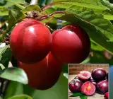 Red Plum Aloo Bukhara Layering Grafted Fruit Plant