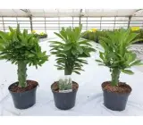 Phoni Monasa Plant (Medicinal Succulent Plant)