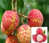 Chinensis Litchi Layering Grafted Fruit Plant