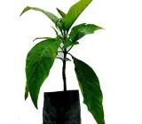 Ram Basak Plant | Justicia adhatoda (Medicinal Plant)