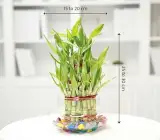 Lucky Bamboo Stalks 3 Layer – Live Plant for DIY Vase or Planter (No Container), pack of 1
