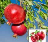 Israeli Rimon Pomegranate Anar Layering Grafted Fruit Plant