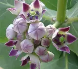 Swet Akanda Plant | White Crown Flower (Calotropis gigantea)