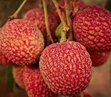 Muzaffarpur Shahi Litchi