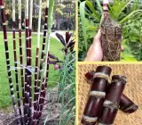 Soft Filipino Black Sugarcane Ganna Plant