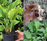 Black Ginger Plant | Kaempferia Parviflora (Medicinal Plant)