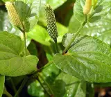 Pipul Plant | Long Pepper (Piper longum) – Medicinal Climber