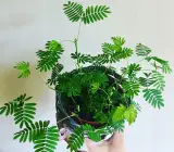 Mimosa Pudica Plant | Sensitive Plant (Touch-Me-Not)