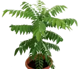 Curry Leaves Plant | Fresh Curry Patta (Murraya koenigii)
