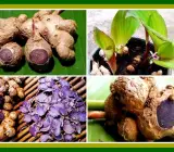 Black Ginger Plant | Kaempferia Parviflora (Medicinal Plant)