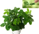 Mimosa Pudica Plant | Sensitive Plant (Touch-Me-Not)