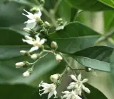 Vernonia Amygdalina Plant | Bitter Leaf (Medicinal Plant)