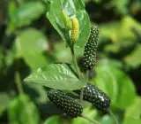 Pipul Plant | Long Pepper (Piper longum) – Medicinal Climber