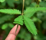 Mimosa Pudica Plant | Sensitive Plant (Touch-Me-Not)
