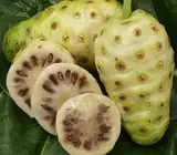 Nema Noni Fruit Plant | Noni Tree (Morinda citrifolia)