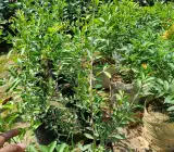 Mahendi Plant | Mehndi / Henna Plant (Lawsonia inermis)