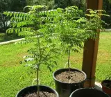 Curry Leaves Plant | Fresh Curry Patta (Murraya koenigii)