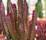Lal Manasa Plant (Real Red Variety)