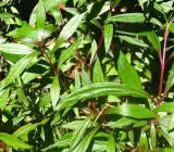 Vishalyakarani Plant | Ayurvedic Medicinal Herb
