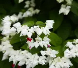 Bleeding Heart Vine White | Elegant Flowering Creeper & Climber