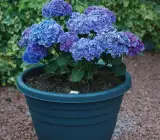 Hybrid Hydrangea Flowering Plant – Blue | Premium Ornamental Shrub