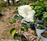 American Hibiscus Plant – White | Premium Flowering Plant