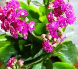 Pink Florist Kalanchoe Flowering Plant | Long-Lasting Indoor Bloomer