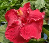 American Hibiscus Plant (King Size) | Giant Red Flowering Outdoor Plant