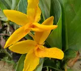Chena Lily Flower Plant (Canna Lily – Yellow Spotted Variety)