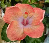 Australia Hibiscus Flower Plant – Light Orange | Premium Flowering Plant