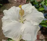 American Hibiscus Plant – White | Premium Flowering Plant