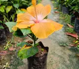 American Hibiscus Plant (Light Yellow Variety)