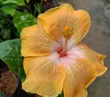 American Hibiscus Plant (Light Yellow Variety)